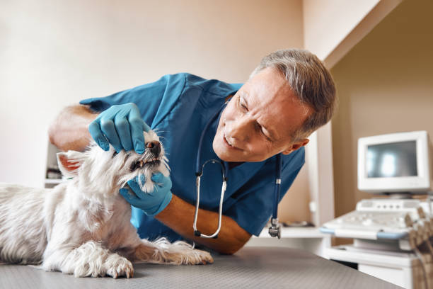 Best Pediatric Emergency Dentist in Tipp City, OH